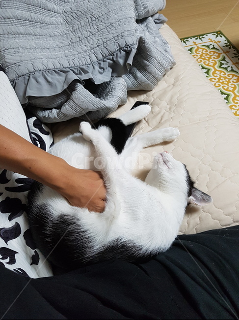 코숏,고양이,흰색,검정색,핑크,동물,animal,포유류,mammal,고양이,cat,kitten,kitty