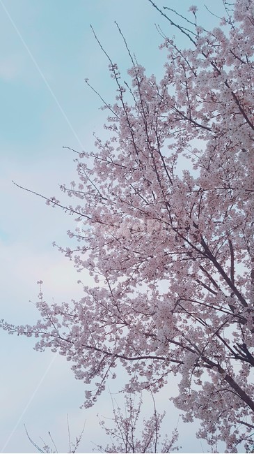 벚꽃,꽃,하늘,봄,벚꽃놀이