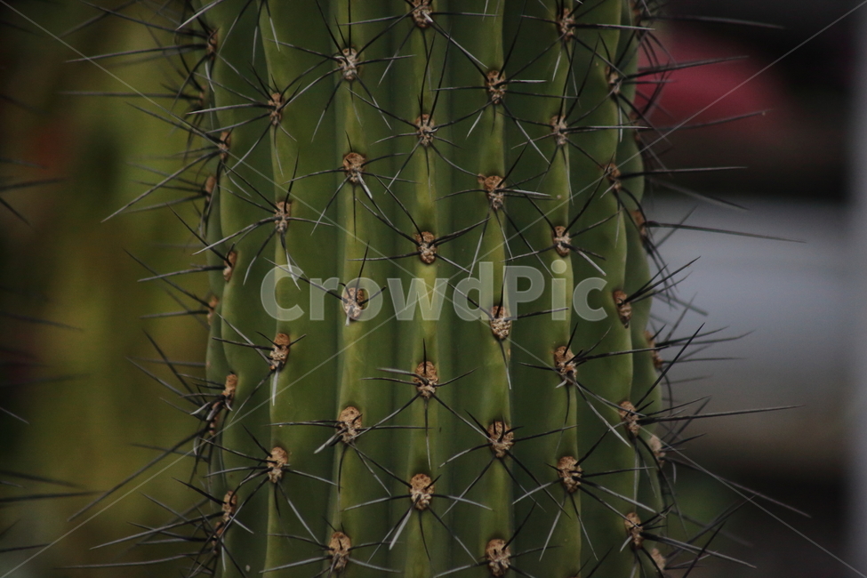 금계룡,선인장,온실,cactus,가시