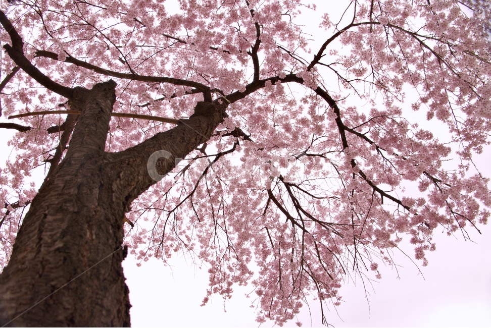 벚꽃,봄,꽃,벚꽃엔딩,감성