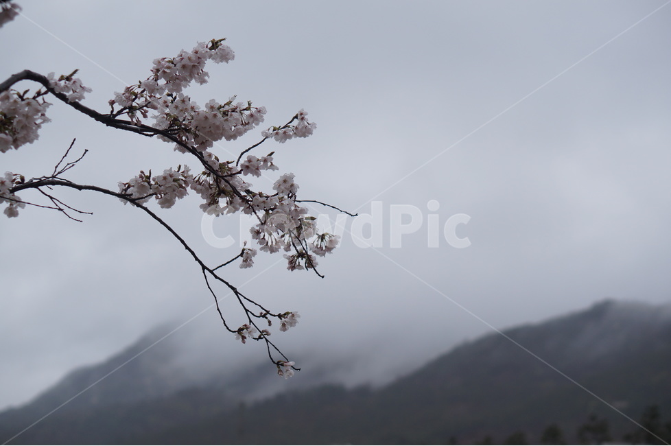 산,벚꽃,풍경,구름,봄,흐림,봄,계절,spring,season,식물,자연,plants,nature,꽃,flower