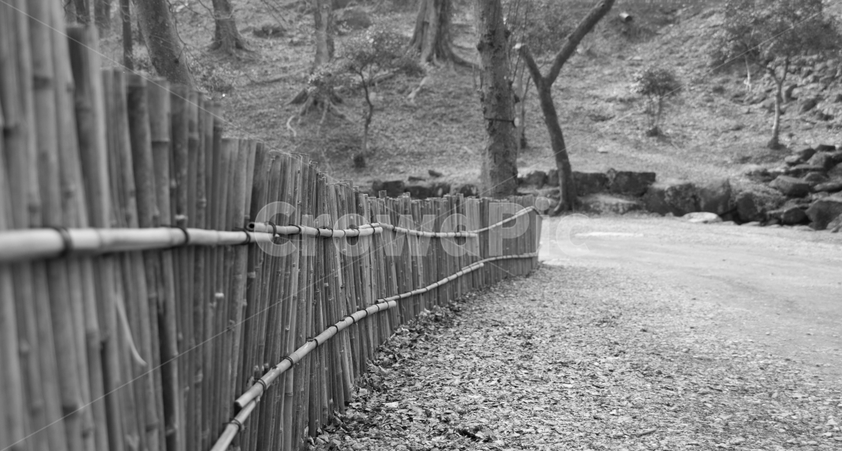 길,대나무,울타리,겨울,허전함,풍경,자연,풍경,nature,landscape,흑백,모노톤,monochrome,black and white
