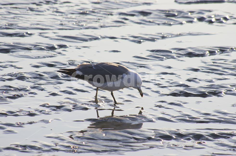 갈매기,바다,새,개펄,갯벌,진흙,bird,mud,winter,gull,seagull,emotion,nature,crab,mudflat,풍경,감정,감성,자연,계절