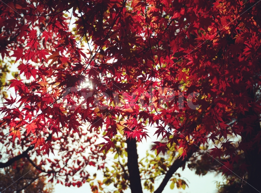 단풍,가을,감성사진,감성,나무,자연,가을,계절,fall,autumn,season,식물,자연,plants,nature,나무,trees,wood,감성,sensible,feeling,leaf,잎,plant,tree,maple