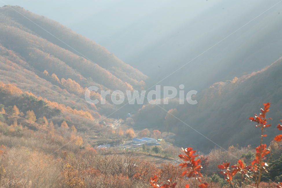 nature,자연,tree,나무,plant,식물,계곡,가을,단풍나무,빛,가을,계절,fall,autumn,season,자연,풍경,nature,landscape