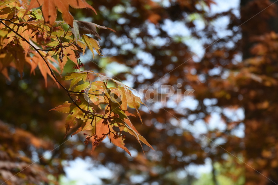 나무,나뭇잎,가을,단풍,tree,leaf,maple