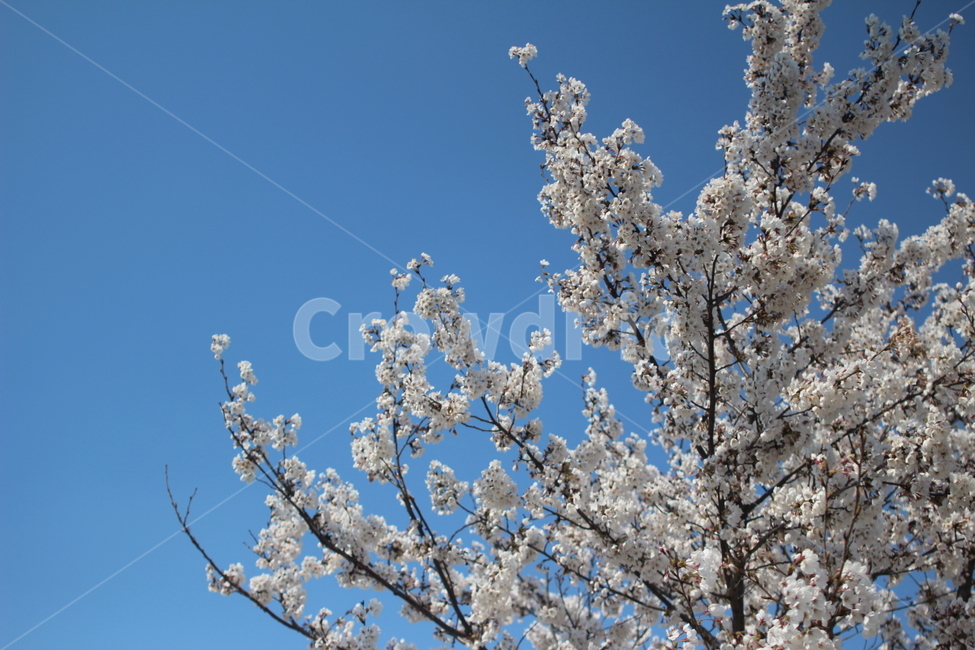 plant,식물,flower,blossom,꽃,cherryblossom,벚꽃