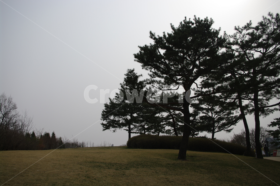 공원,나무,식물,plant,자연,nature,자연,풍경,nature,landscape,tree,tree trunk,나무 줄기