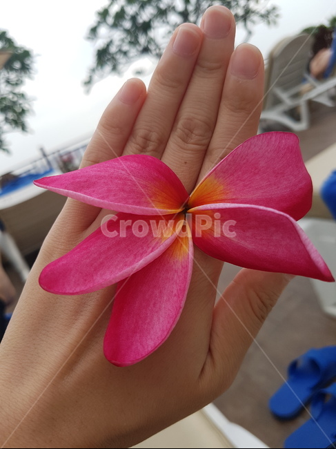 flower,꽃,blossom,꽃잎,식물,손,hand,petal,person,사람,인간,human,floral,leaf,floralleaf,플루메리아,plumeria,꽃,flower
