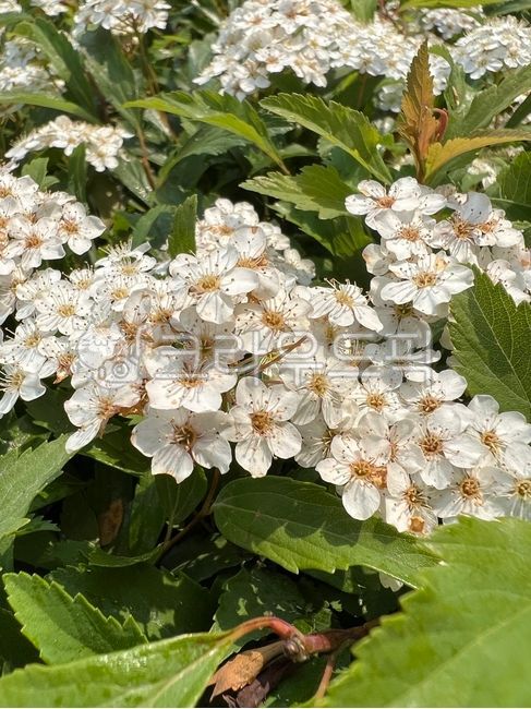 공조팝,공조팝나무,자연,꽃,식물,flower,nautre