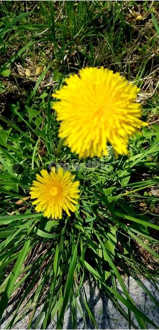 꽃,plant,식물,flower,blossom,식물,자연,plants,nature,꽃,flower