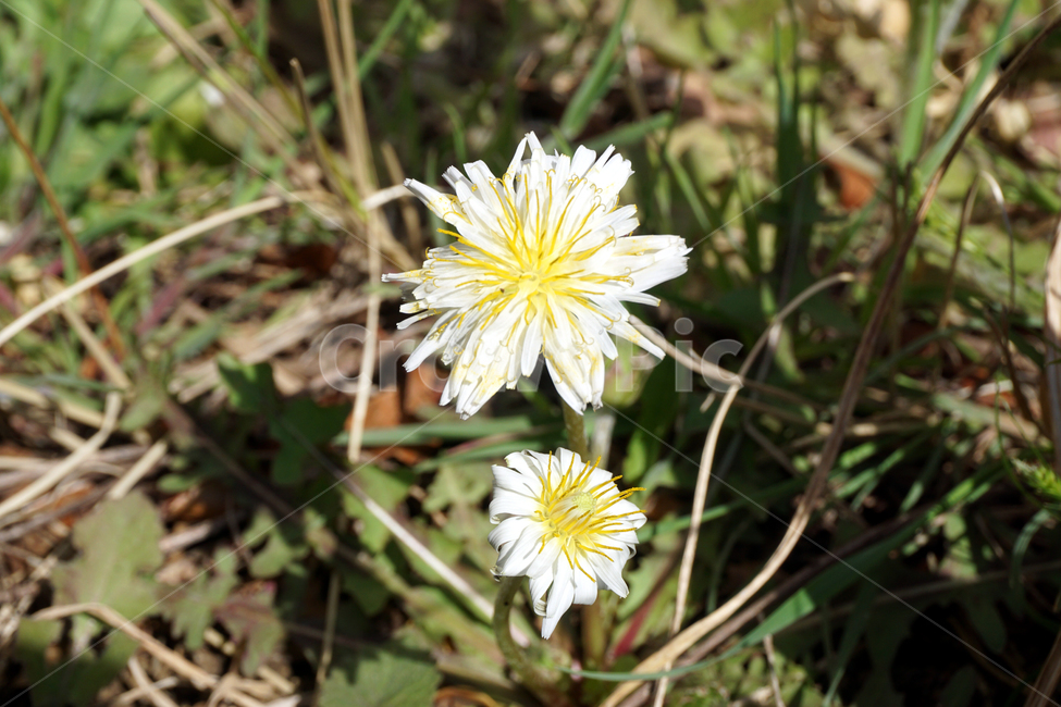 흰민들래,민들래,하얀꽃,taraxacum,coreanum,koreandandelion,쌍떡잎식물,식물,꽃,flower,white,약초,꽃말,내사랑그대