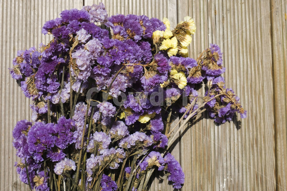 꽃,꽃다발,식물,flower,plant,bunch,bunchofflower