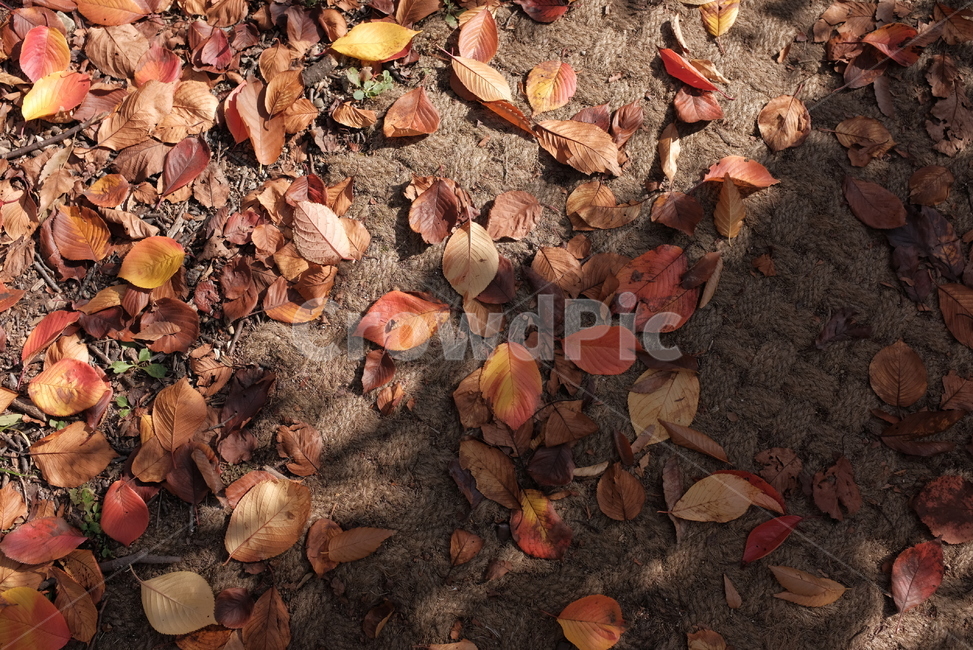 낙엽,단풍,나뭇잎,바닥,빨간단풍,그림자,가을,가을,계절,fall,autumn,season,plant,식물,leaf,잎,ground