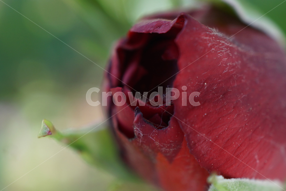 식물,꽃,장미,flower,rose