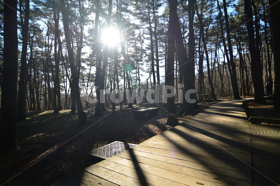 숲,나무,제주도,절물자연휴양림,풍경,nature,landscape,jeju,jejuisland,삼나무,숲길,제주,피톤치드,휴양림,녹색,산책로,휴양,등산로,자연휴양림,땅,흙,식물,plants,trees,wood,힐링,rest,relaxation,healing,태양,햇빛,그늘,바람,시원한,숲속,산책,마음정화,자연,자연,풍경,nature,landscape,bridge,다리,boardwalk,building,건물