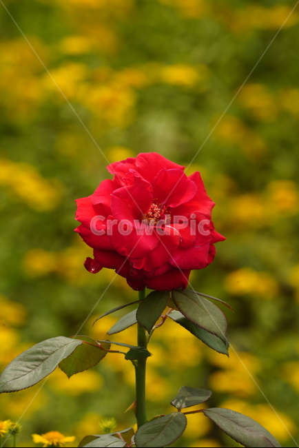 꽃,장미,빨갛다,식물,자연,rose,red,plants,flower