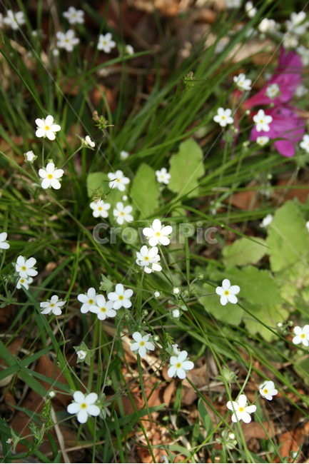 봄맞이꽃,봄,봄날,감성,spring,flower,공원,풍경,식물,새싹,잎,초록,꽃,하얀,흰색,white,봄,계절,spring,season,식물,자연,plants,nature,꽃,flower,plant,blossom,arenaria,아레나 리아