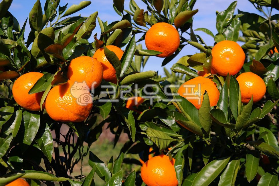 specialproduct,Specialties,Jeju,fruit,desirable,crops,tangerinefield,Orange,tangerines,farm,ripe,Agriculture,mandarin,cultivated,citrus fruits,grow,Fruit,tangerine,nature,tangerinetree,specialty products,tree,citrus,outdoor,orange,orchard,citrus tree,cult