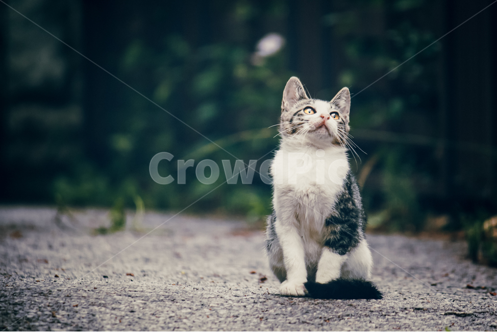 고양이,길냥이,캣,귀여운,예쁜,길고양이,숩,산책,우연히,동물,animal,포유류,mammal,고양이,cat,kitten,kitty,감성,sensible,feeling