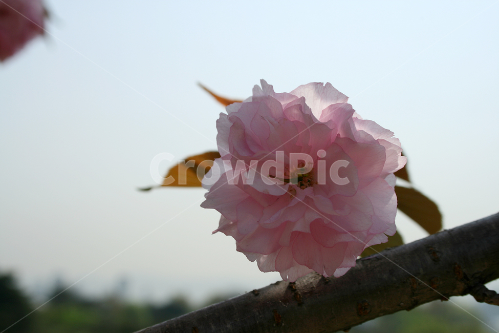 겹벚꽃,벚꽃,왕벚꽃,봄,봄날,봄풍경,감성,spring,flower,공원,풍경,식물,새싹,잎,초록,꽃,분홍색,봄,계절,spring,season,식물,자연,plants,nature,꽃,flower,rose,장미,plant,blossom,geranium,제라늄