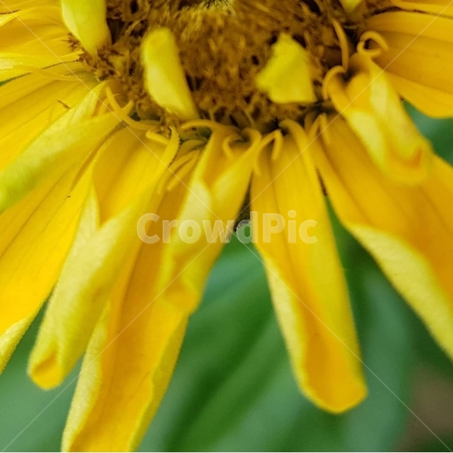 백일홍,초롱꽃목,국화과,한해살이풀,꽃,flower,식물도감,plant,beautiful,zinniaelegans,개량,식물,순수,pure,감성,꽃줄기,총포조각,7월,순결,핑크,퍼플,속씨식물,쌍떡잎,들꽃,illustrated plant book,꽃잎,내화피,암술,꽃밥,화관,갈래꽃,통꽃,수분,花冠,petal,內花被,외화피,꽃가루,충매화,돌려나기,방사대칭,양성화,화엽,꽃대,노란꽃,노란색,yellow,식물,자연,plants,nature,꽃,flower