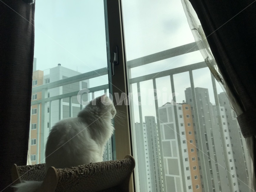 고양이,풍경,뒷모습,고독,냐옹이,동물,animal,포유류,mammal,고양이,cat,kitten,kitty