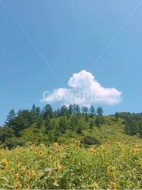 꽃,나무,식물,flower,구름,산,tree,sky,해바라기