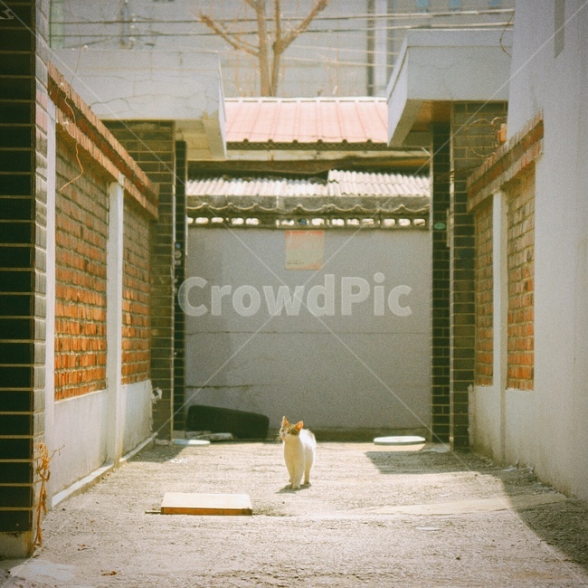 고양이,길고양이,길냥이,cat,야옹이,골목길,alley,동물,animal,포유류,mammal,고양이,cat,kitten,kitty