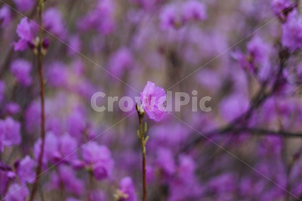 꽃,식물,자연,flower,접사