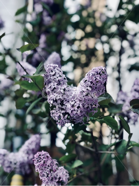 꽃,감성사진,flower,봄,하트,사랑,풍경,보라색,식물,plant,blossom
