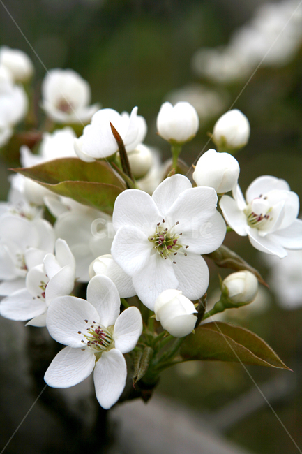 배꽃,흰색꽃,과실나무,꽃,flower,과일나무,tree,blossom,pear,pearblossom,식물,자연,plants,nature,꽃,flower