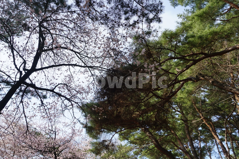 꽃,봄,노란색,식물,벚꽃,자연,풍경,nature,landscape,tree,나무,plant,tree trunk,나무 줄기