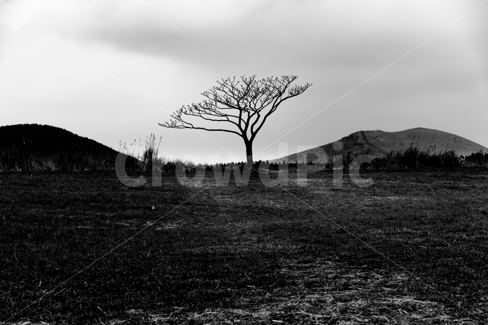 왕따나무,제주도,흑백사진,풍경,숲,나무,자연,풍경,nature,landscape,흑백,모노톤,monochrome,black and white,ground,바닥,tree,plant,식물