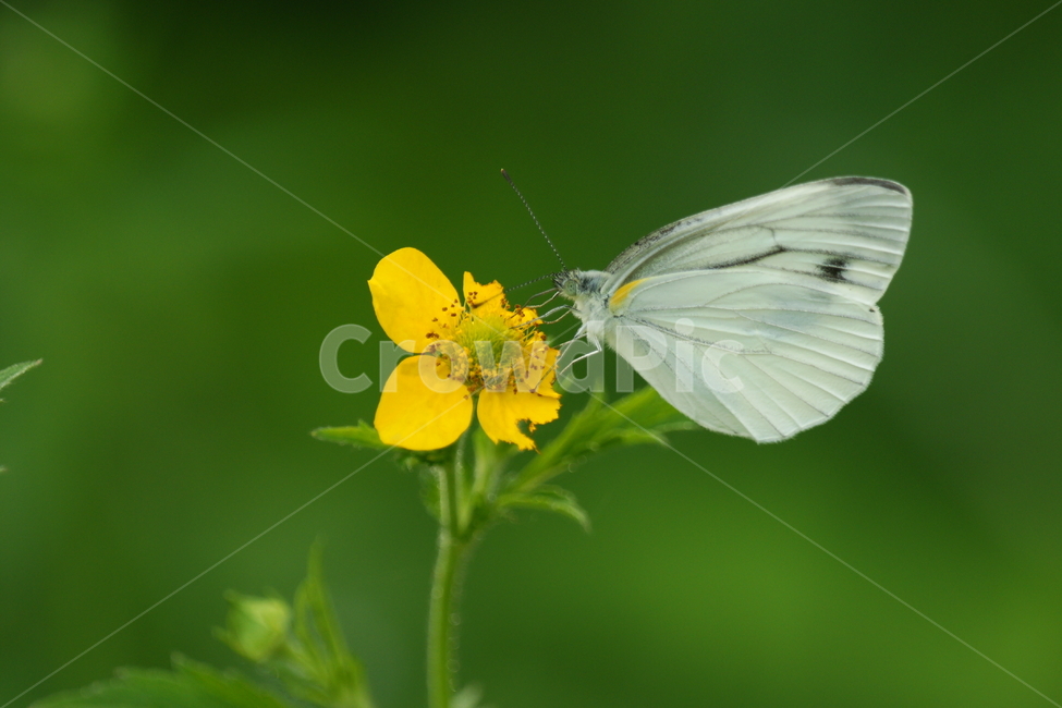 꽃,나비,곤충,자연,싱그러움,식물,자연,plants,nature,꽃,flower,동물,animal,곤충,벌레,insect,bug