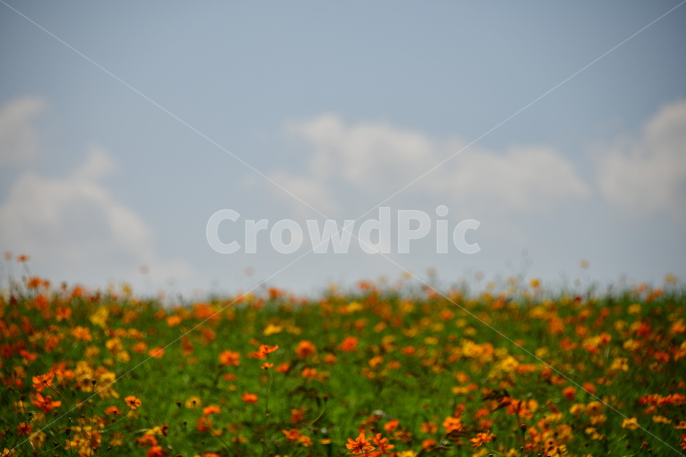노랑,노란소스모스,가을,자연,코스모스,금계국,flower,plant,꽃,식물,자연,plants,nature,꽃,flower