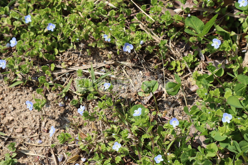 들꽃,파란꽃,야생화,wildflower,flower
