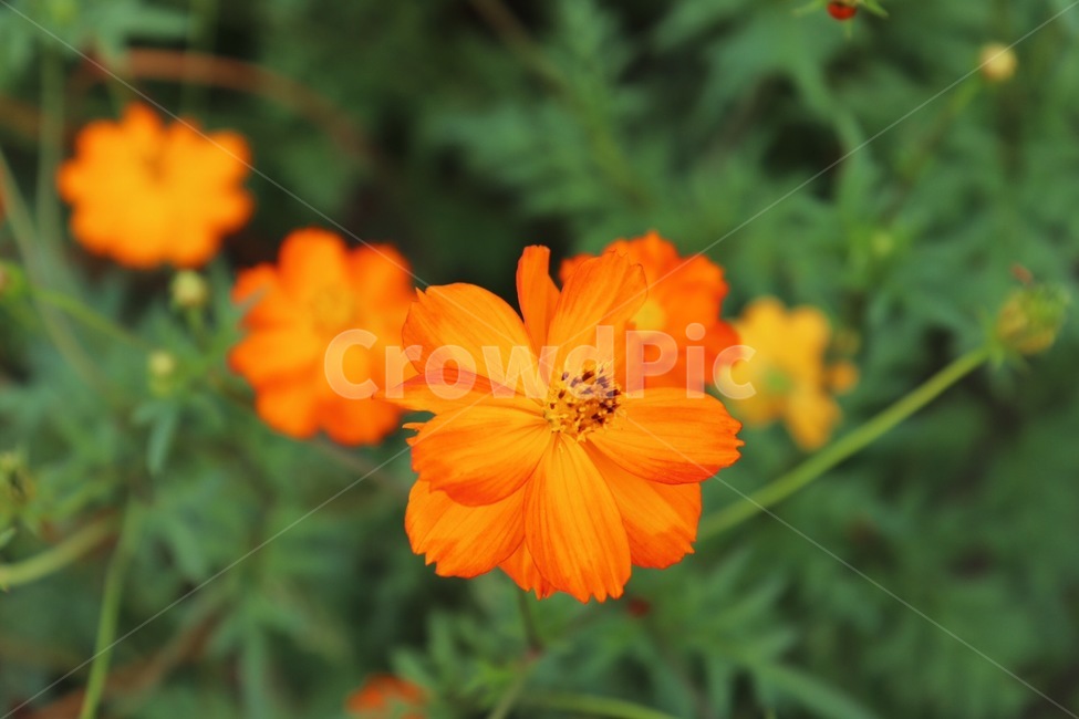 plant,식물,flower,blossom,꽃,식물,자연,plants,nature,꽃,flower