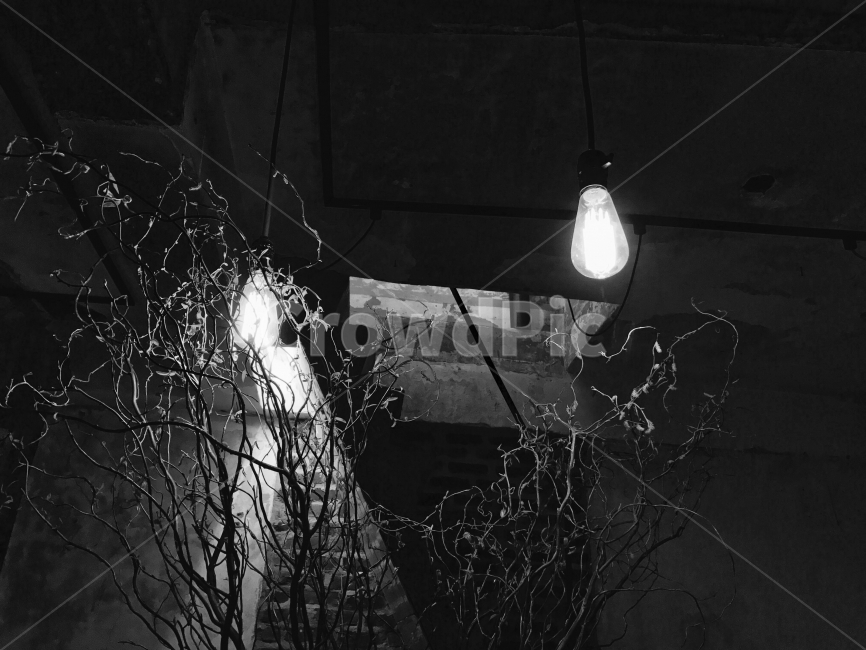 흑백,불빛,전구,나무,어두움,흑백,모노톤,monochrome,black and white