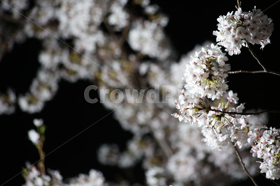 봄,야경,벚꽃,흰색,야간촬영,봄,계절,spring,season,식물,자연,plants,nature,꽃,flower,plant