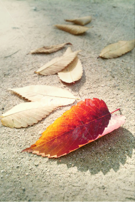 가을,낙엽,분위기,쓸쓸한,leaf,잎,plant,식물