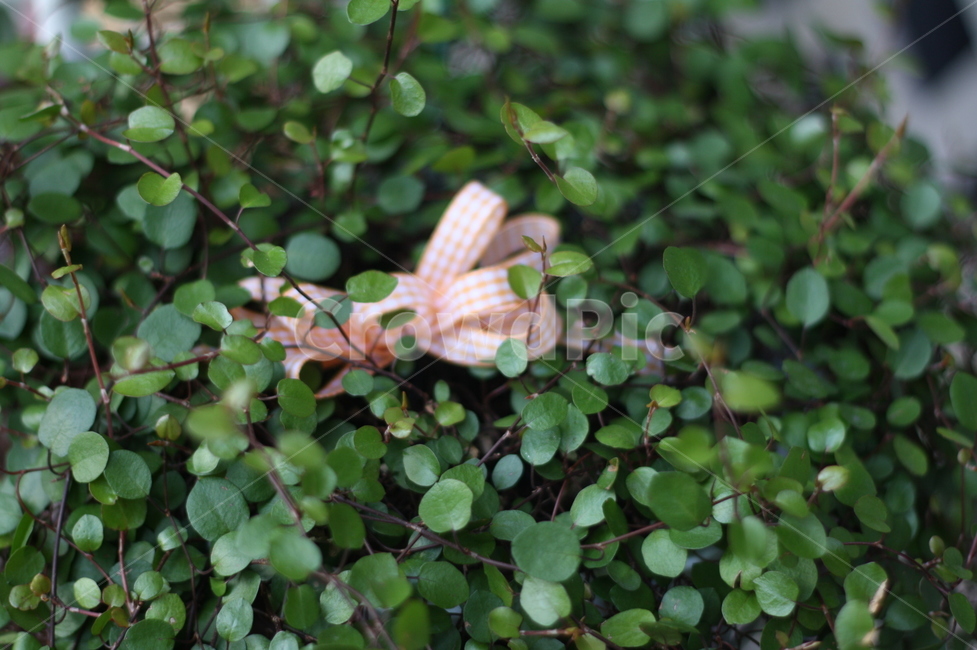 리본,식물,plant,leaf,잎,반짝