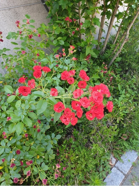 장미,꽃,식물,초록,자연,빨강,flower,red,green,rose