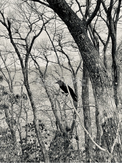 동물,animal,bird,새,까마귀,한라산,흑백