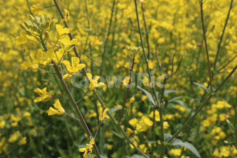 5월,노란색,유채꽃,봄,꽃,flower,yellow,감성,감성사진,배경,배경화면