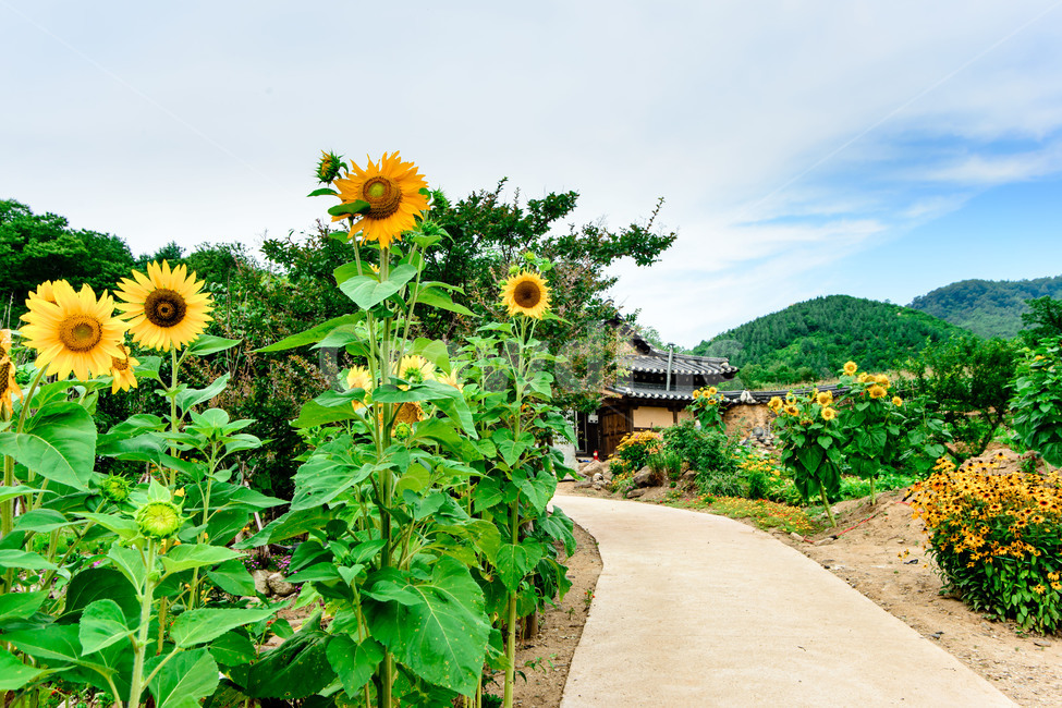 강원도,고성,왕곡마을,민속마을,전통,한옥,한국전통,한국문화,korean traditional,korean culture,식물,자연,plants,nature,꽃,flower,건축물,건물외관,exterior,building,structure,architecture,construction