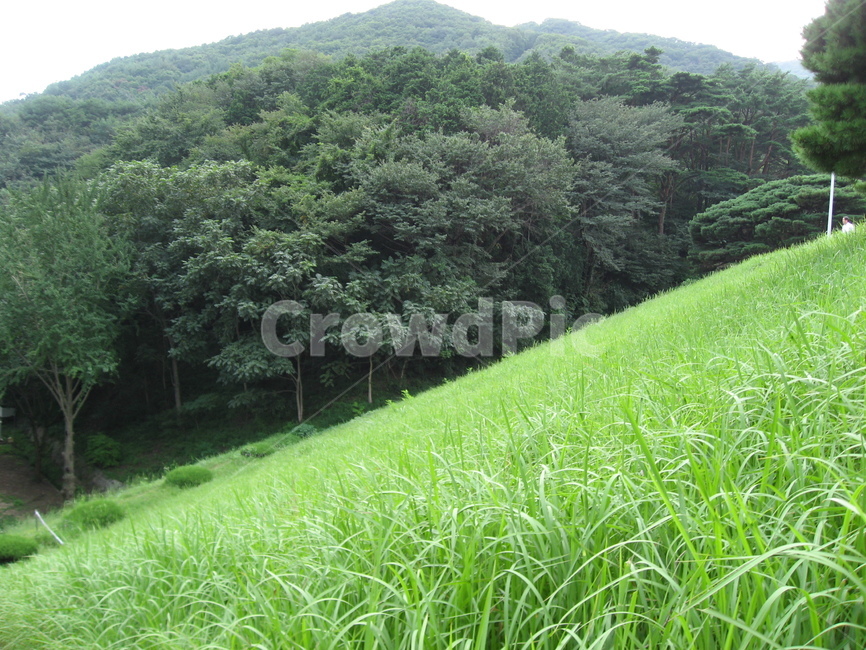 들,목초지,옥외,자연,산,나무,식물,들판,풀,field,grassland,outdoors,nature,countryside