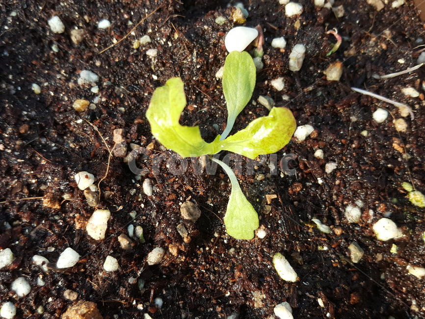 상추,밭,싹,봄,시골,씨앗,식물,자연,plants,nature