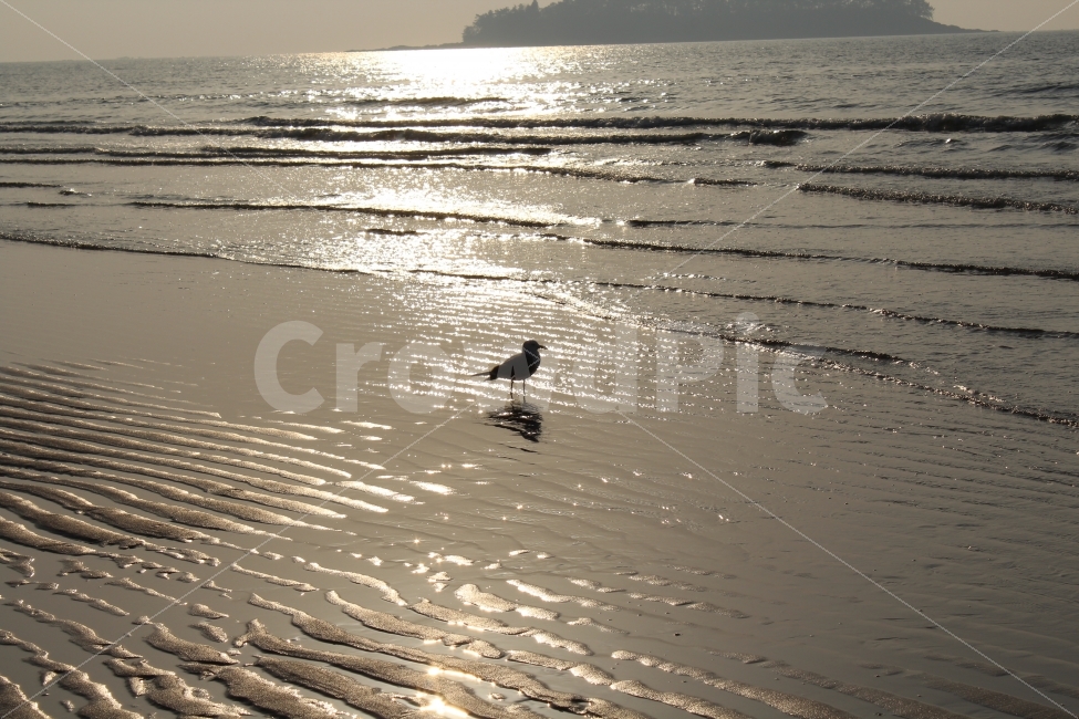 바다,일몰,갈매기,갯뻘,실루엣,해변,바다,beach,sea,동물,animal,조류,새,birds,휴식,힐링,rest,relaxation,healing