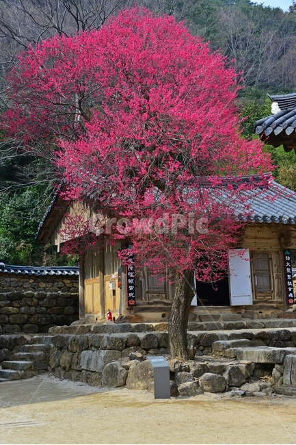 outdoors,옥외,architecture,건축물,building,건물,plant,식물,구례,화엄사,사찰,절,불교,유적지,문화재,경치,경관,풍경,홍매화,흑매,화엄사홍매화